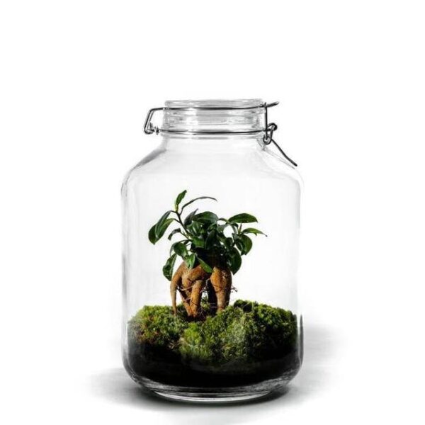 JAR Terrarium Grand – Plant Ficus Ginseng